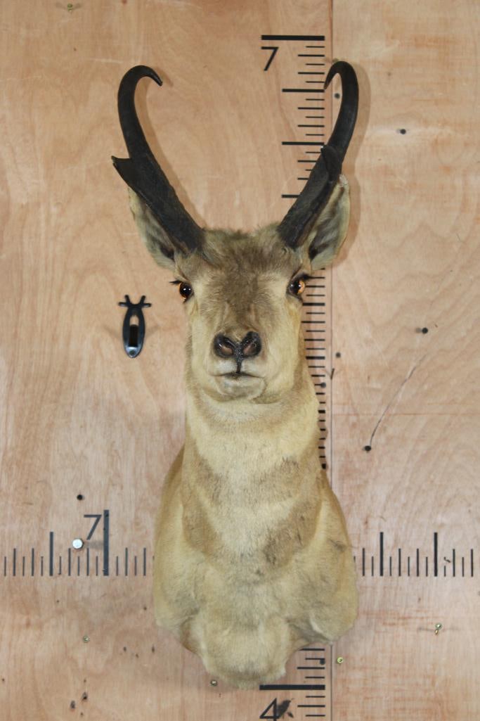 PRONGHORN Shoulder Mount: PRONGHORN Shoulder Mount. The back has a sticker "Antelope 1-69 Mounted by Frontier Taxidermists, INC. Cheyenne, Wyoming". It is in Good Condition for its age. TAXIDERMY 
