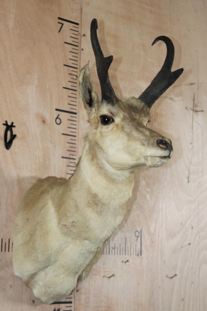 PRONGHORN Shoulder Mount - 2