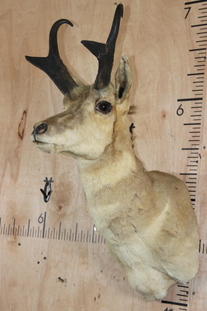 PRONGHORN Shoulder Mount - 3