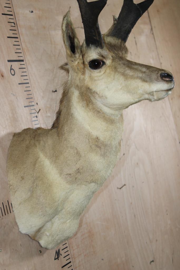 PRONGHORN Shoulder Mount - 5