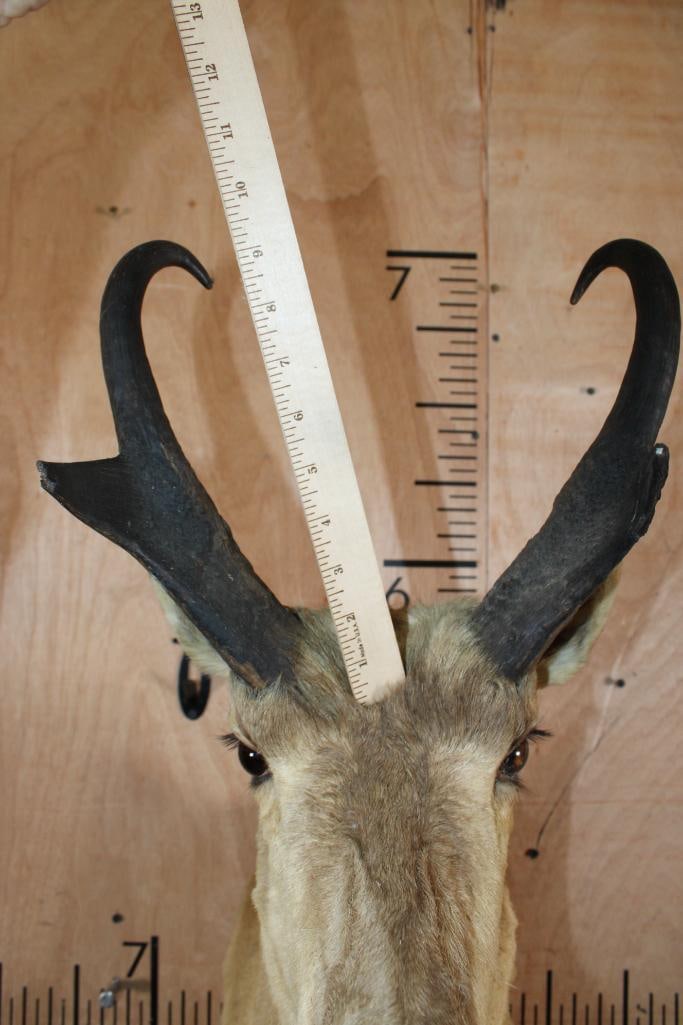 PRONGHORN Shoulder Mount - 6