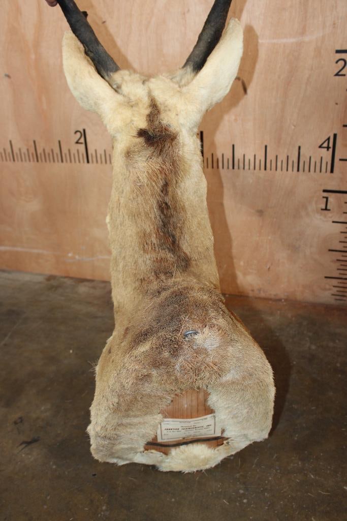 PRONGHORN Shoulder Mount - 7