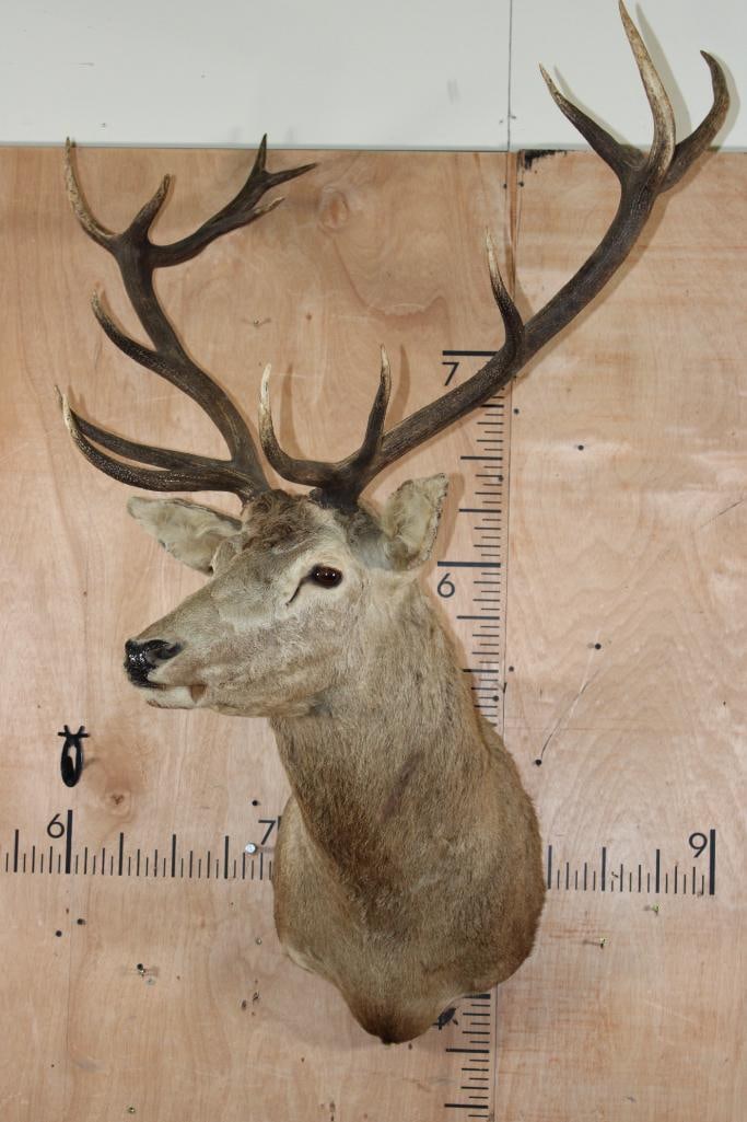 15-Point RED STAG Shoulder Mount - 2