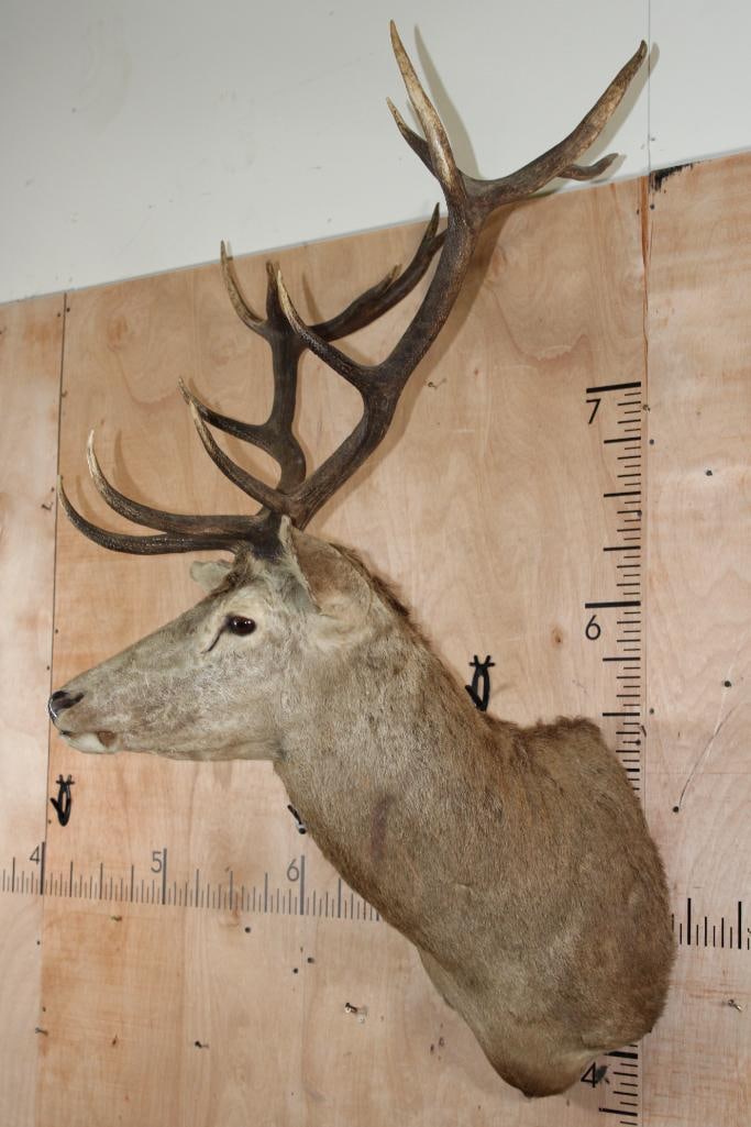 15-Point RED STAG Shoulder Mount - 3