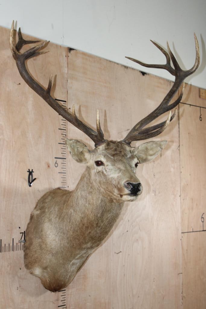 15-Point RED STAG Shoulder Mount - 4