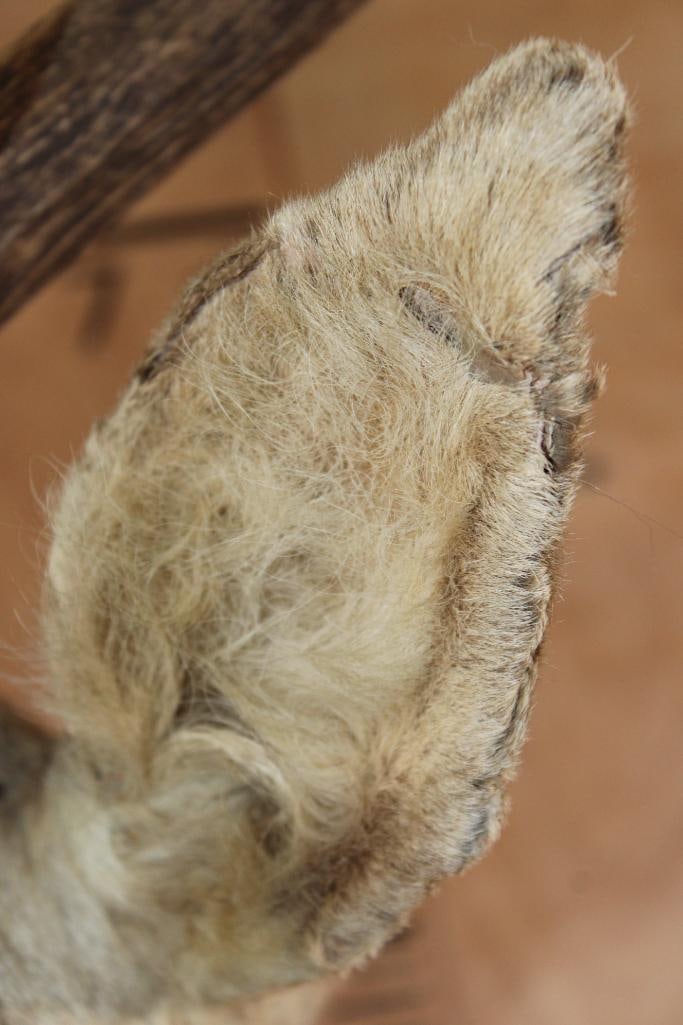 15-Point RED STAG Shoulder Mount - 6