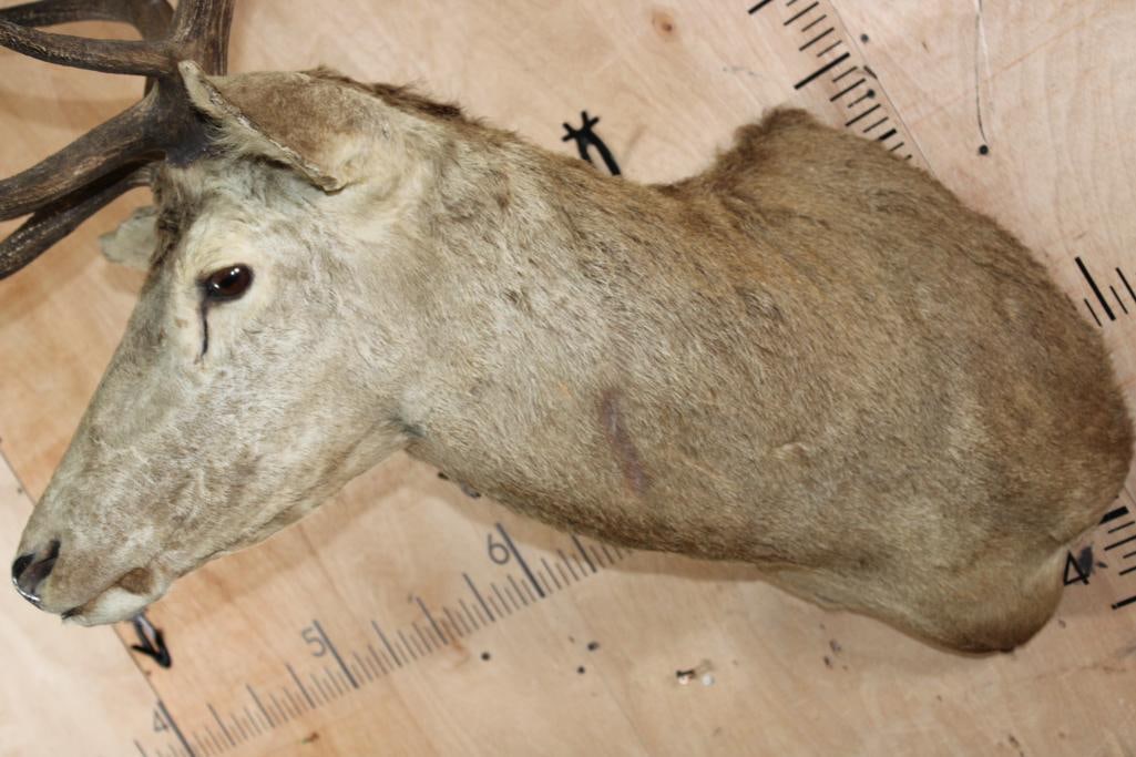 15-Point RED STAG Shoulder Mount - 7