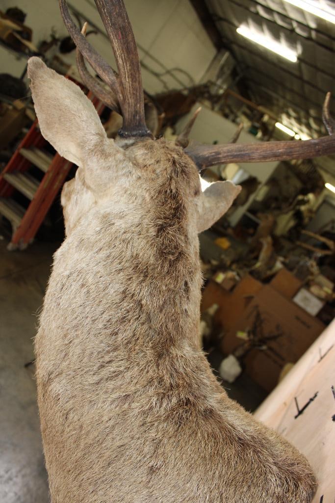 15-Point RED STAG Shoulder Mount - 8