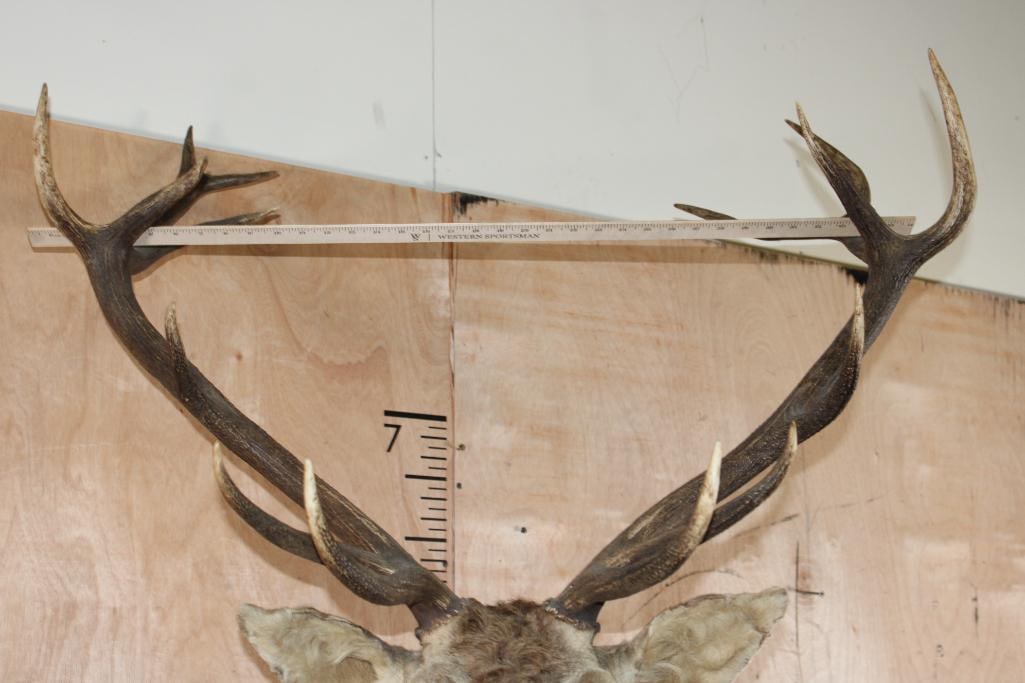 15-Point RED STAG Shoulder Mount - 9