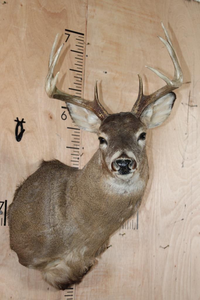 8-Point WHITETAIL DEER Shoulder Mount (1 of 8)