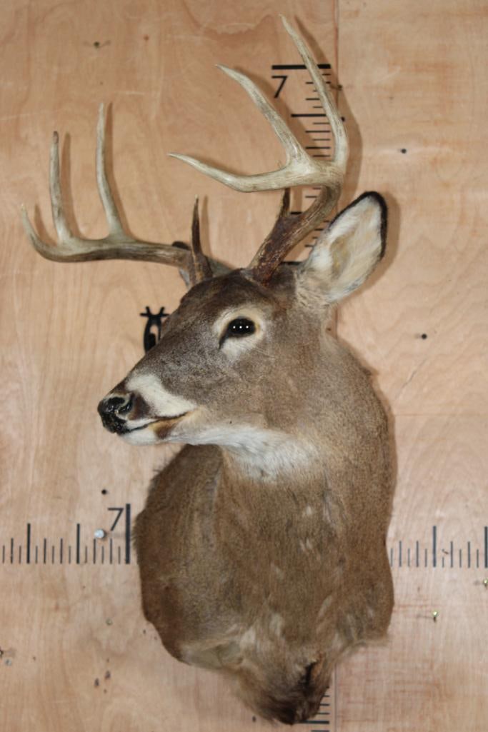 8-Point WHITETAIL DEER Shoulder Mount - 2