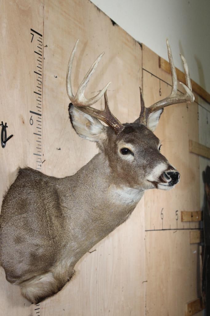 8-Point WHITETAIL DEER Shoulder Mount - 4