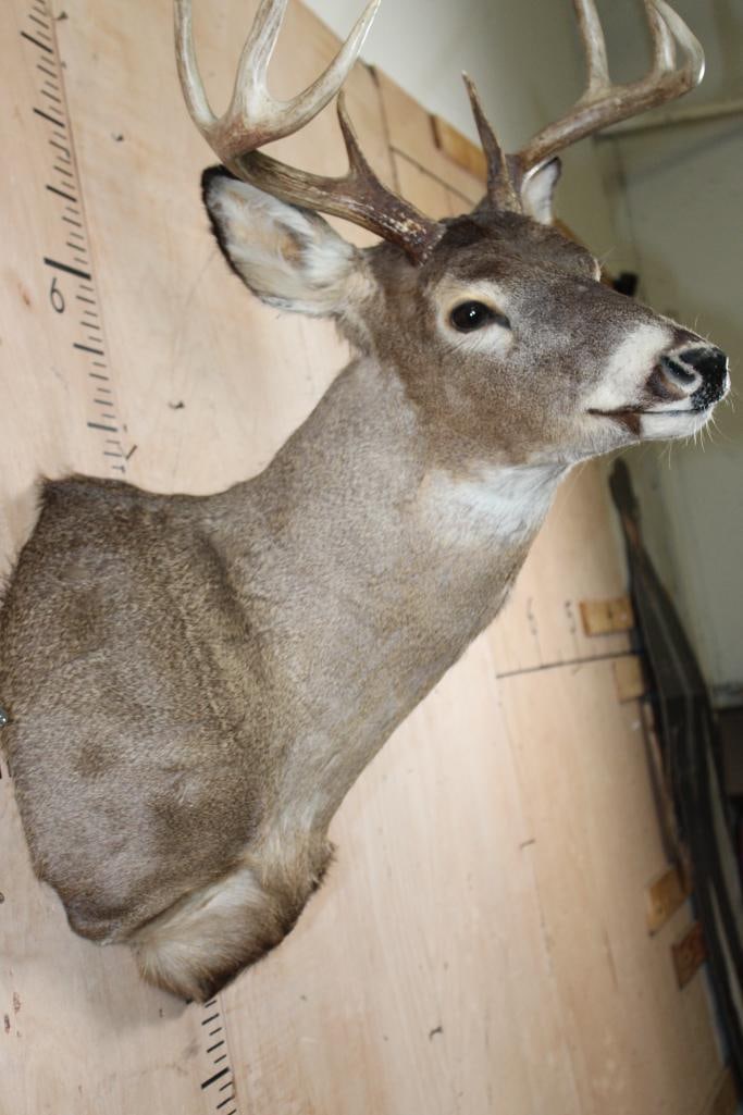 8-Point WHITETAIL DEER Shoulder Mount - 5