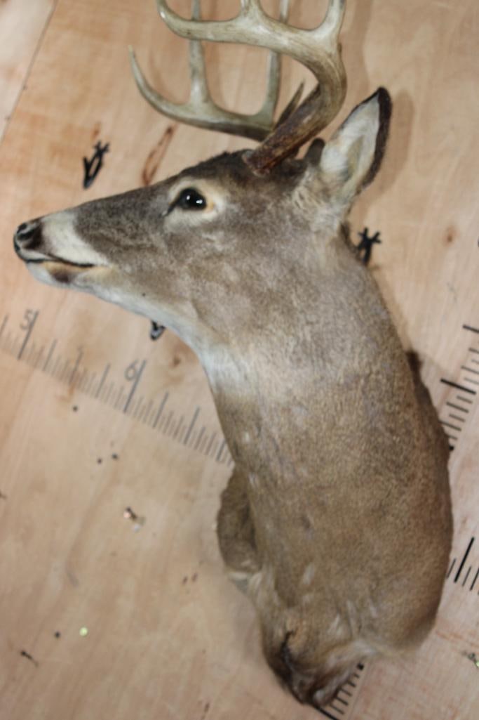 8-Point WHITETAIL DEER Shoulder Mount - 6