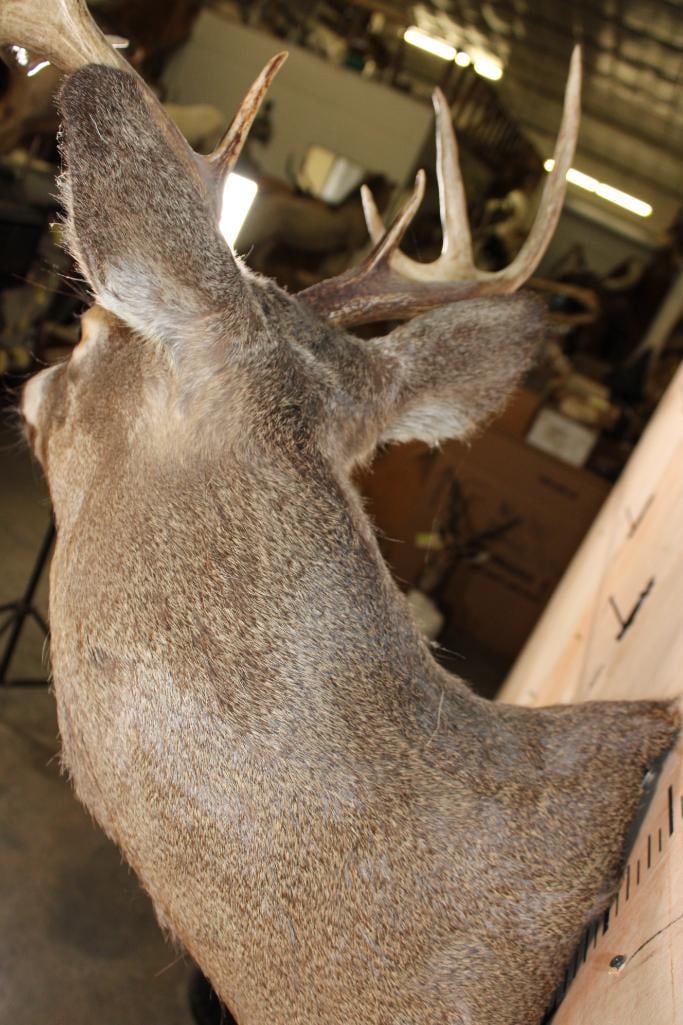 8-Point WHITETAIL DEER Shoulder Mount - 7