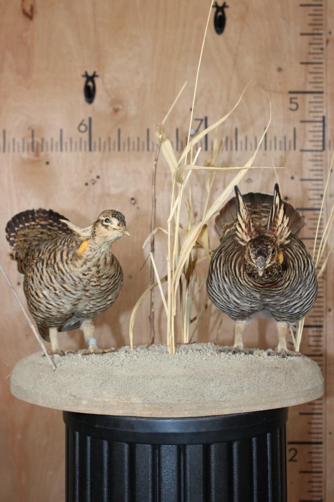 2 PRAIRIE CHICKENS on a Decorative Habitat Base: 2 Immaculate PRAIRIE CHICKENS on a Decorative Habitat Base. These were Taken in South Dakota and are in Very Good Condition. The Total Mount measures 19" Long x 12" Wide x 17" Tall. TAXIDERMY