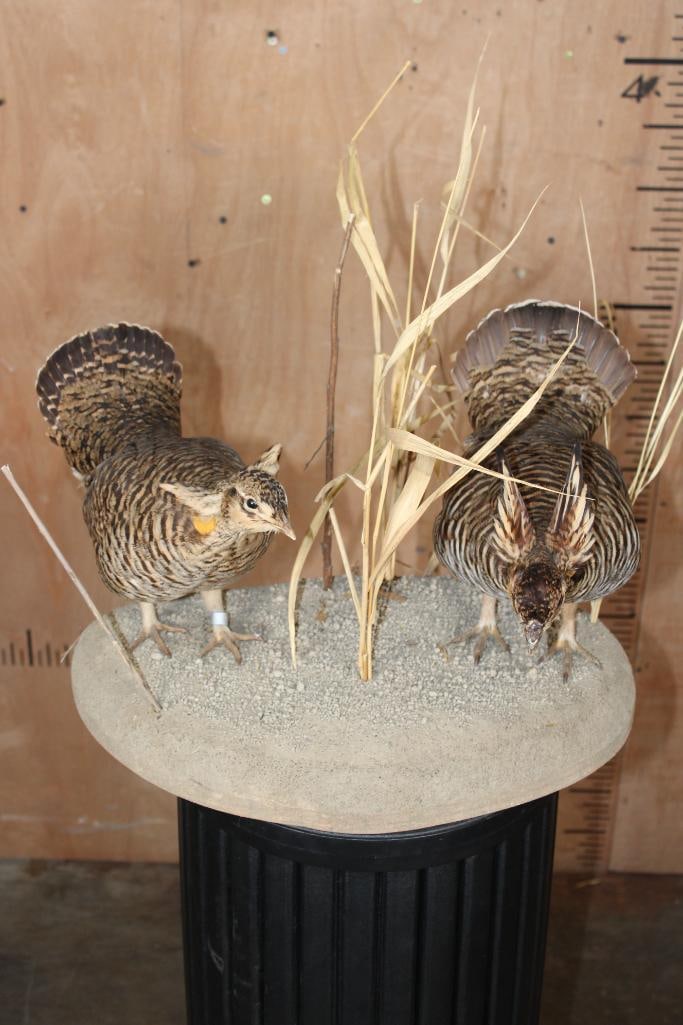 2 PRAIRIE CHICKENS on a Decorative Habitat Base - 2