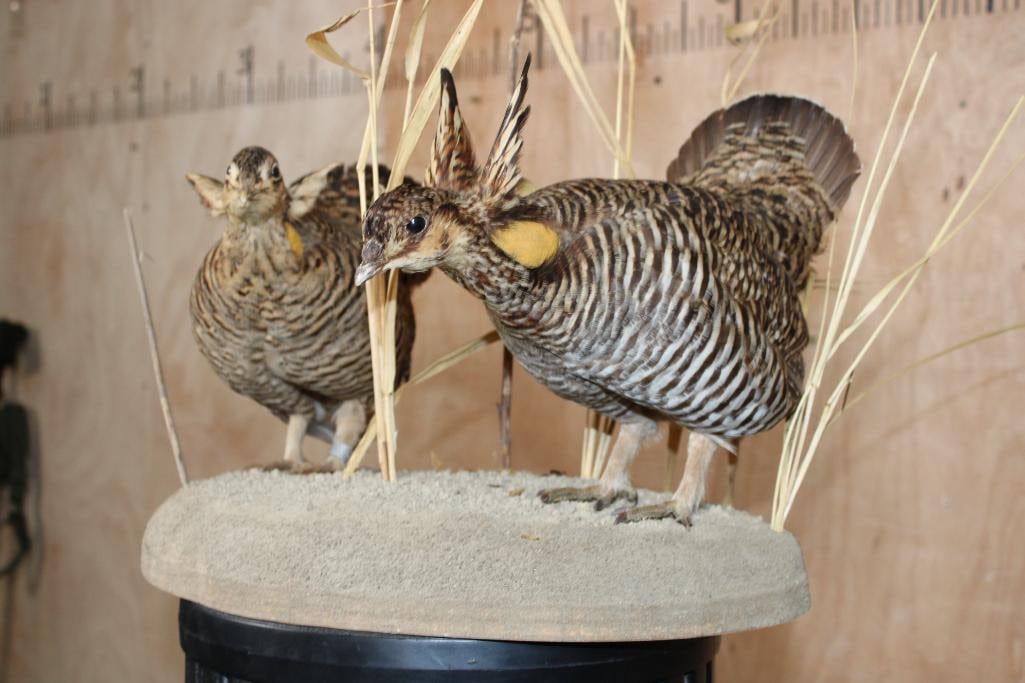 2 PRAIRIE CHICKENS on a Decorative Habitat Base - 3
