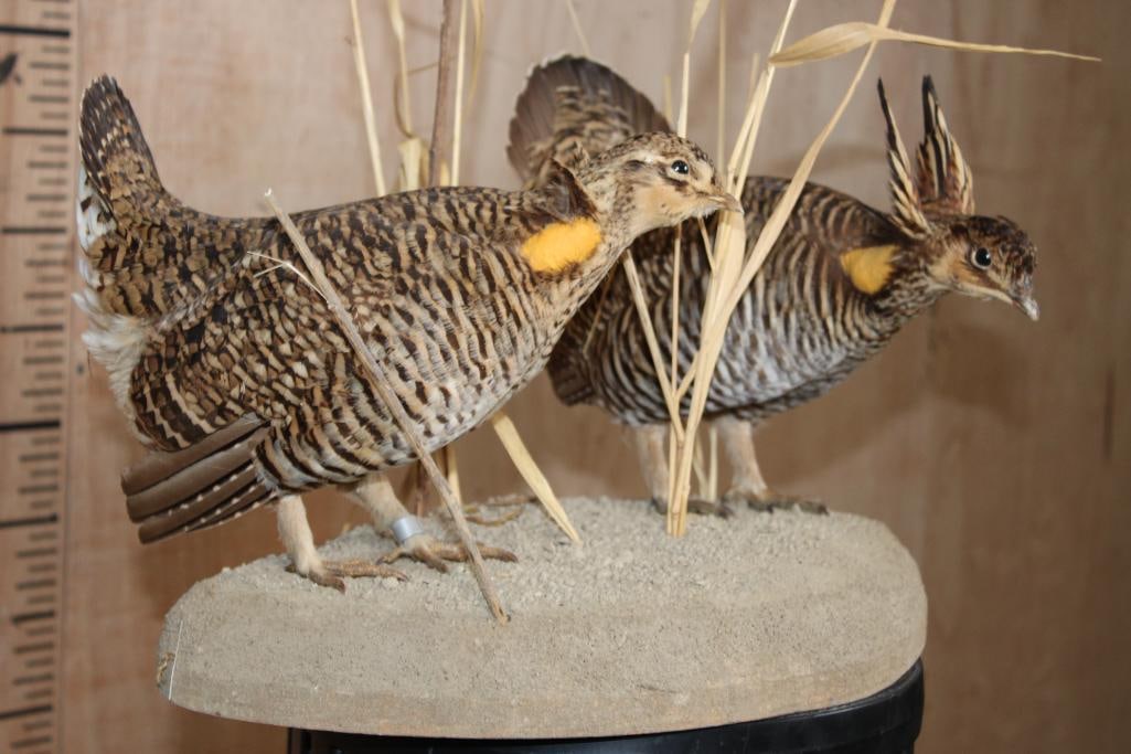 2 PRAIRIE CHICKENS on a Decorative Habitat Base - 4