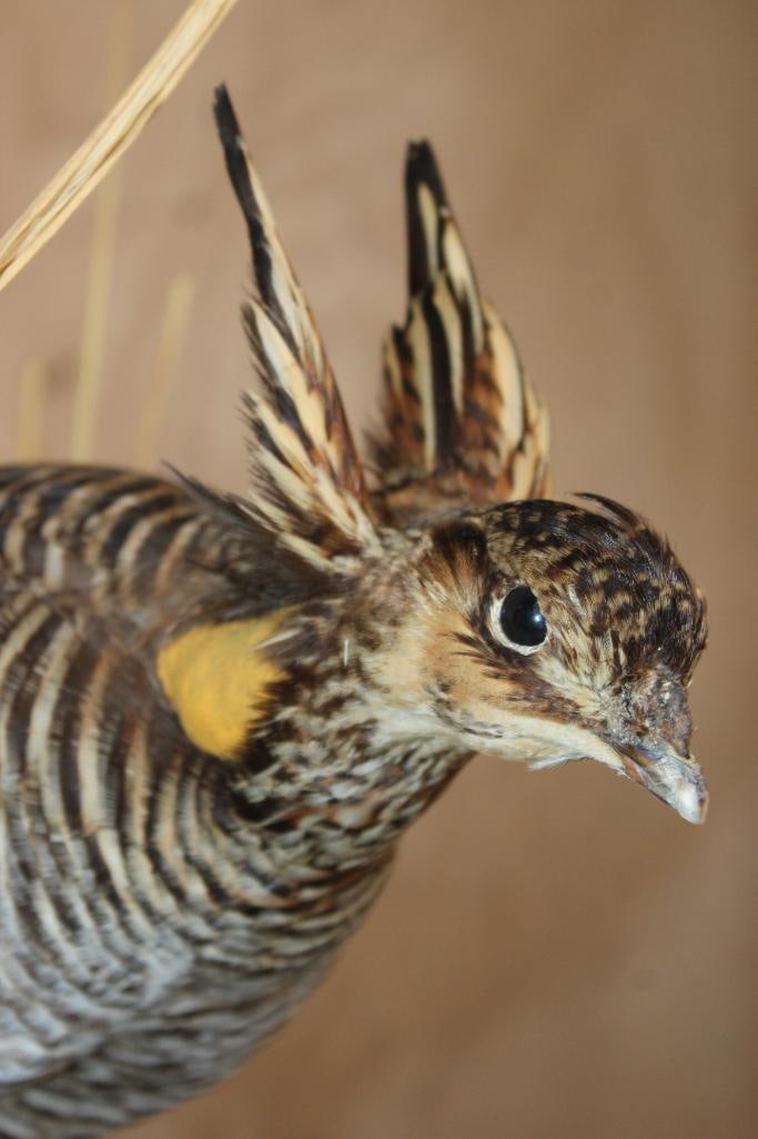 2 PRAIRIE CHICKENS on a Decorative Habitat Base - 5