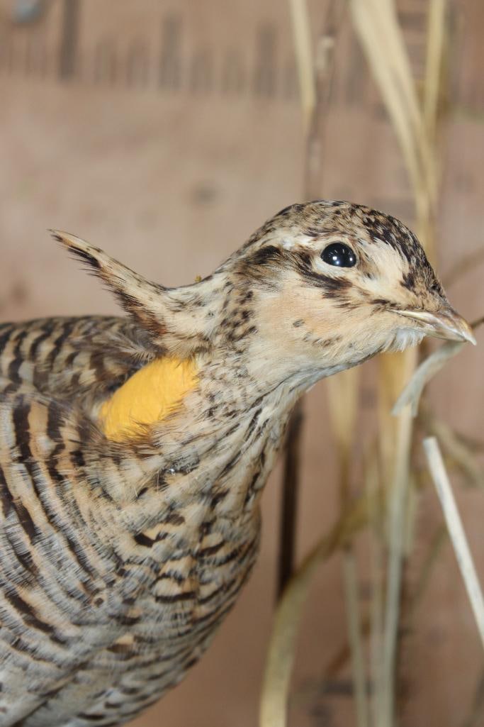 2 PRAIRIE CHICKENS on a Decorative Habitat Base - 6