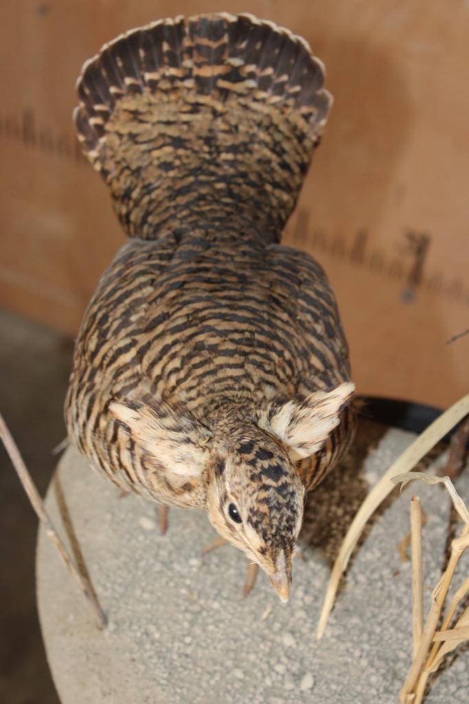 2 PRAIRIE CHICKENS on a Decorative Habitat Base - 7