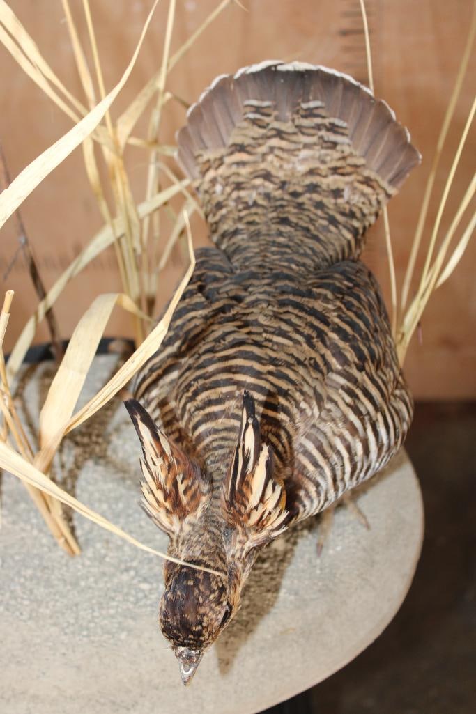 2 PRAIRIE CHICKENS on a Decorative Habitat Base - 8