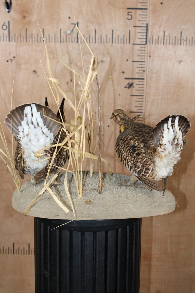 2 PRAIRIE CHICKENS on a Decorative Habitat Base - 9