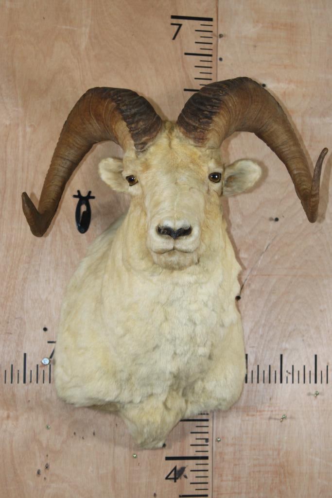 Big DALL SHEEP Ram Shoulder Mount: Big DALL SHEEP Ram Shoulder Mount. The Left Horn measures 34 3/8" Long and 13.25" around the Horn Base. The Right Horn measures 32 1/8" Long and 12.75" around the Horn Base. This is an older mount in