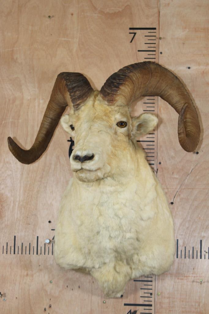 Big DALL SHEEP Ram Shoulder Mount - 2