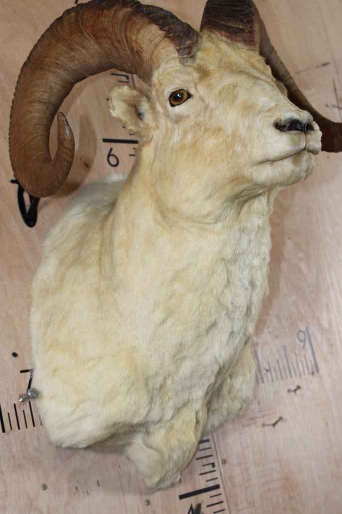 Big DALL SHEEP Ram Shoulder Mount - 5
