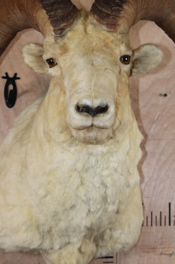 Big DALL SHEEP Ram Shoulder Mount - 6