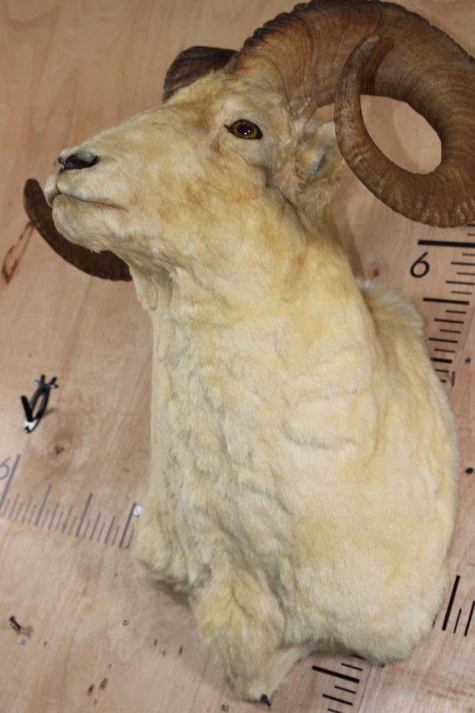 Big DALL SHEEP Ram Shoulder Mount - 7
