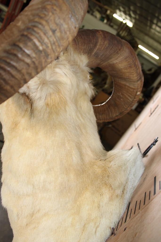 Big DALL SHEEP Ram Shoulder Mount - 8