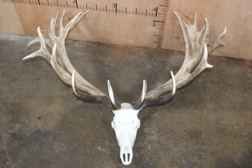 Massive 30-Point RED STAG Rack with a Reproduction Skull: Massive 30-Point RED STAG Rack with a Reproduction Skull. It has a Whopping 53" Spread! TAXIDERMY 