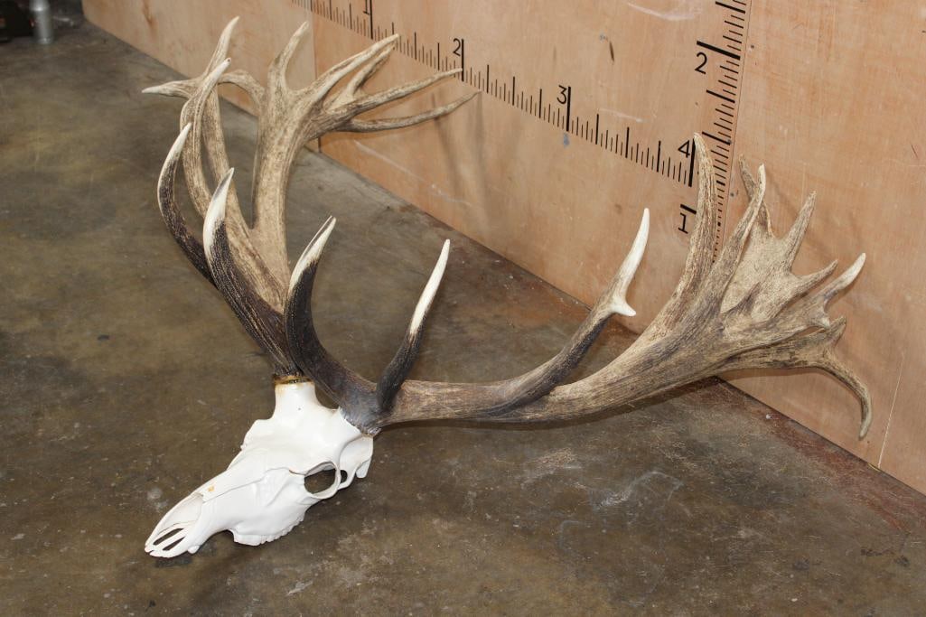 Massive 30-Point RED STAG Rack with a Reproduction Skull - 2