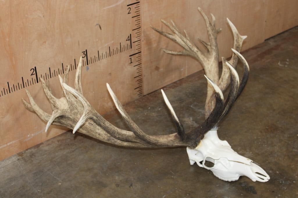 Massive 30-Point RED STAG Rack with a Reproduction Skull - 3