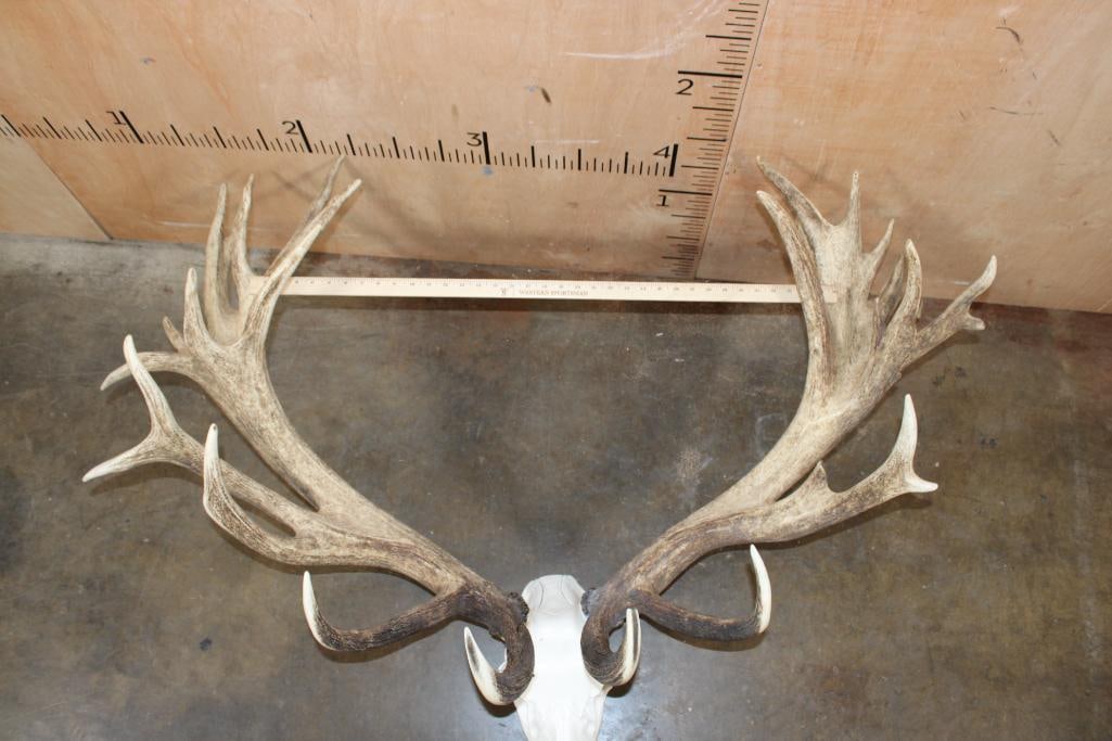 Massive 30-Point RED STAG Rack with a Reproduction Skull - 4