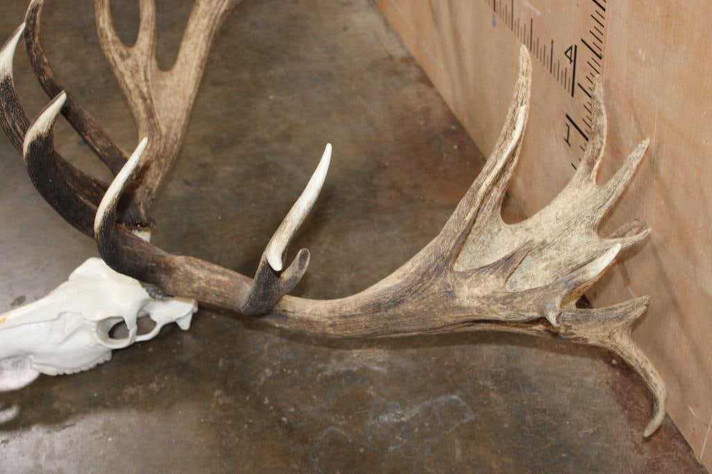 Massive 30-Point RED STAG Rack with a Reproduction Skull - 5