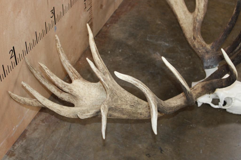 Massive 30-Point RED STAG Rack with a Reproduction Skull - 6