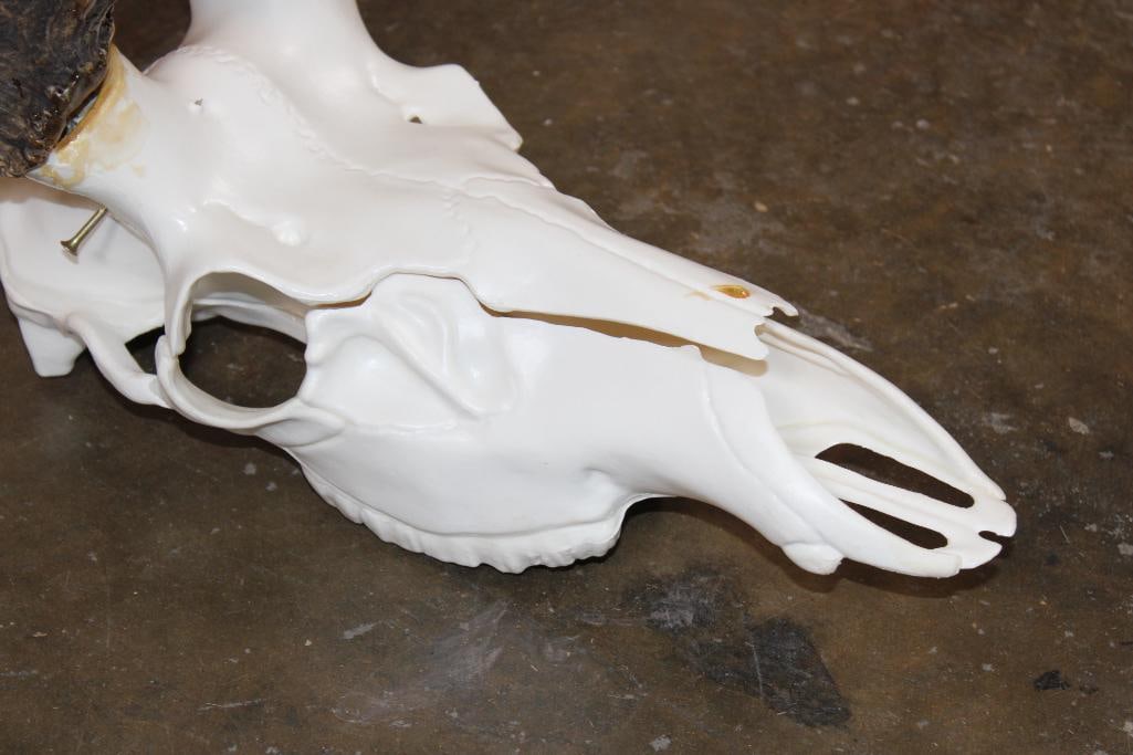 Massive 30-Point RED STAG Rack with a Reproduction Skull - 7