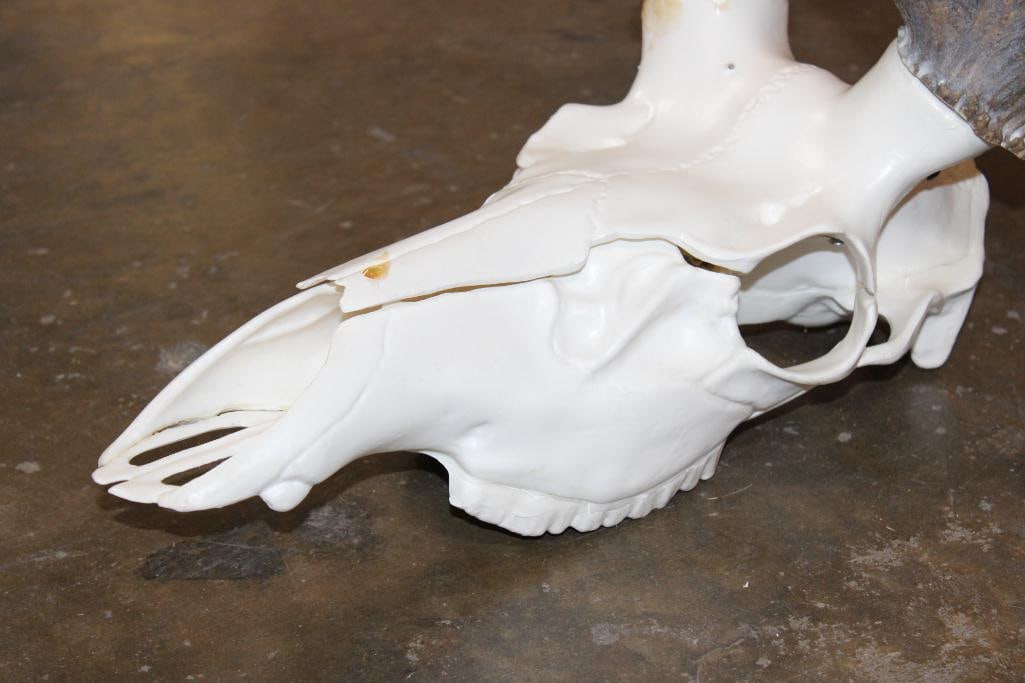 Massive 30-Point RED STAG Rack with a Reproduction Skull - 8