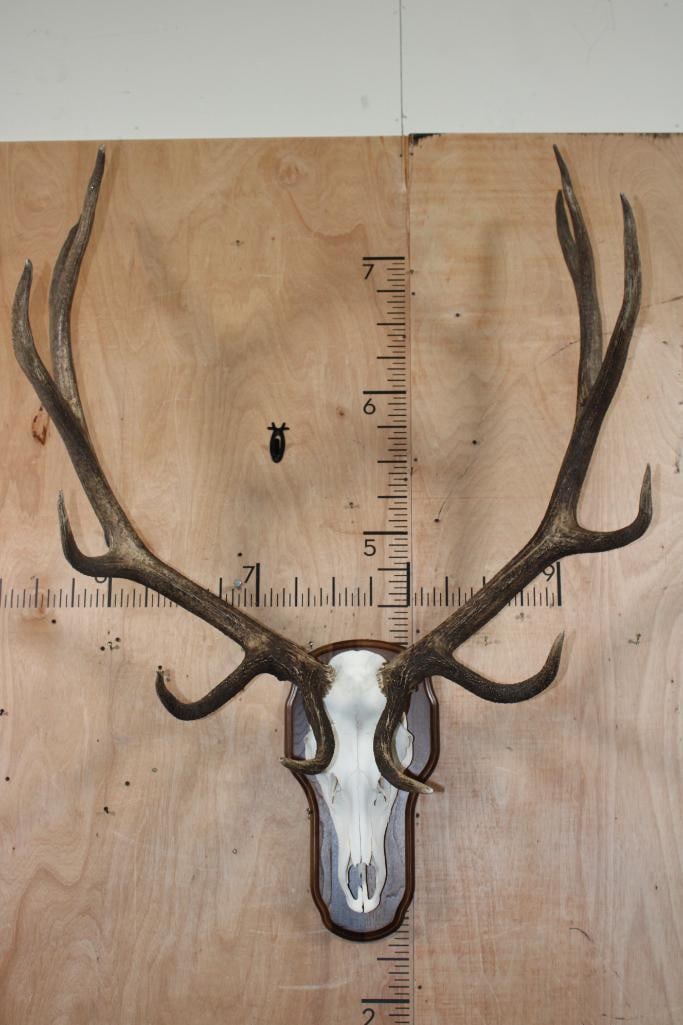 XL 12-Point ELK Skull on a Wood Plaque: Nice XL 12-Point ELK Skull. It has All its Teeth, a 41.5" Spread, and is mounted on a Wood Plaque. TAXIDERMY SKULLS 