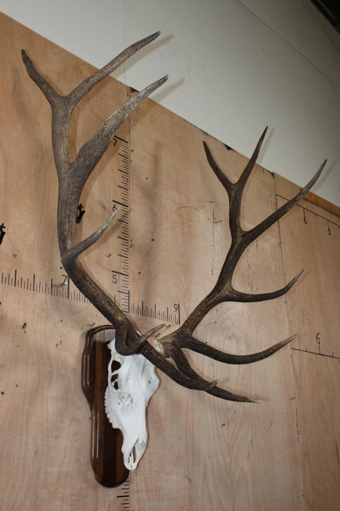 XL 12-Point ELK Skull on a Wood Plaque - 2