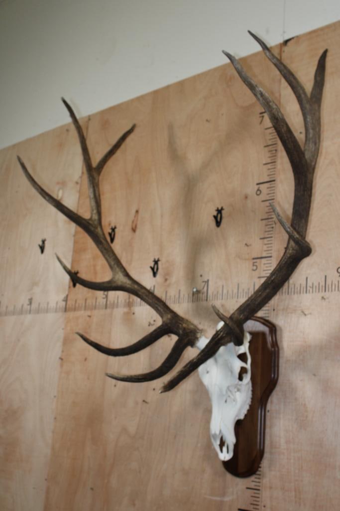 XL 12-Point ELK Skull on a Wood Plaque - 3