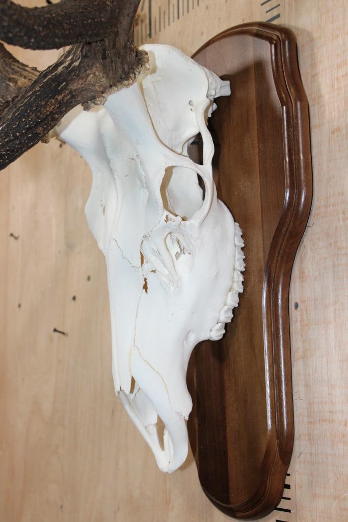 XL 12-Point ELK Skull on a Wood Plaque - 4