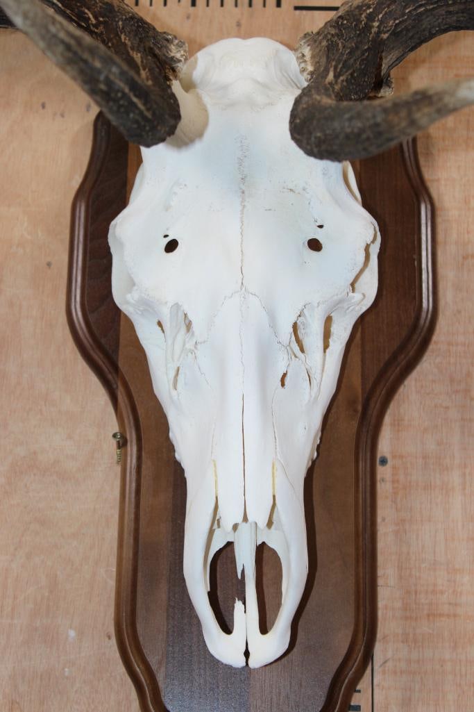 XL 12-Point ELK Skull on a Wood Plaque - 5