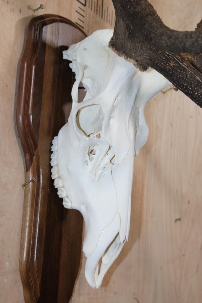 XL 12-Point ELK Skull on a Wood Plaque - 6