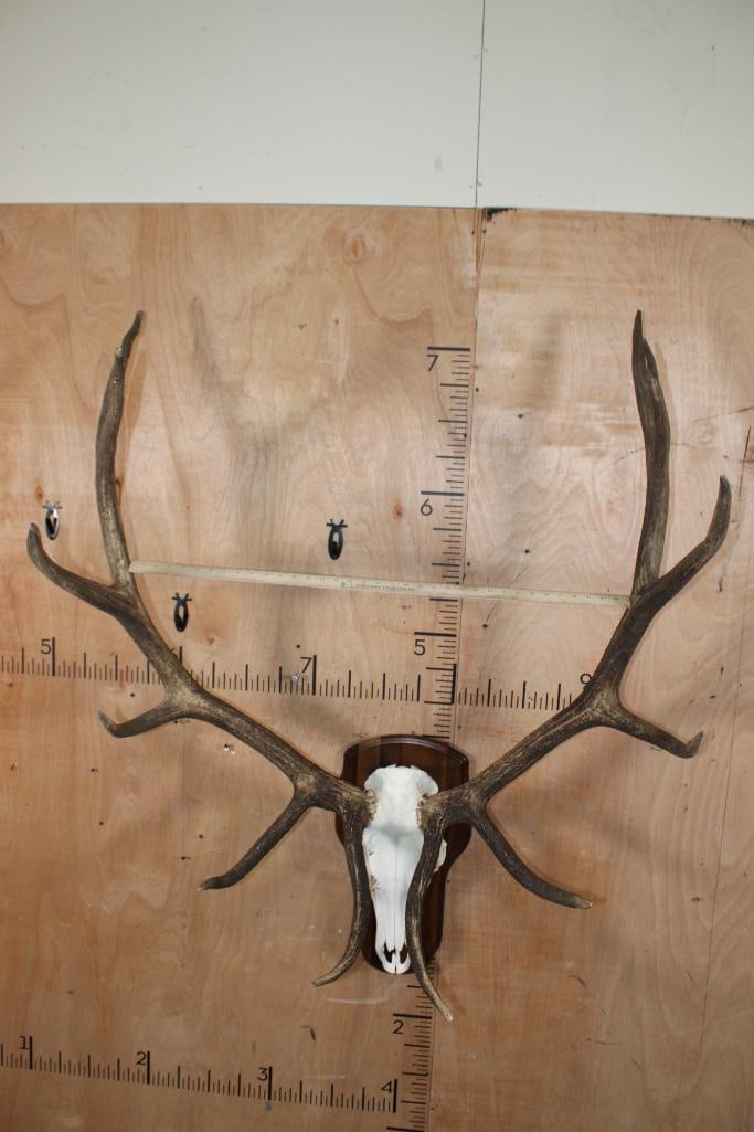 XL 12-Point ELK Skull on a Wood Plaque - 7