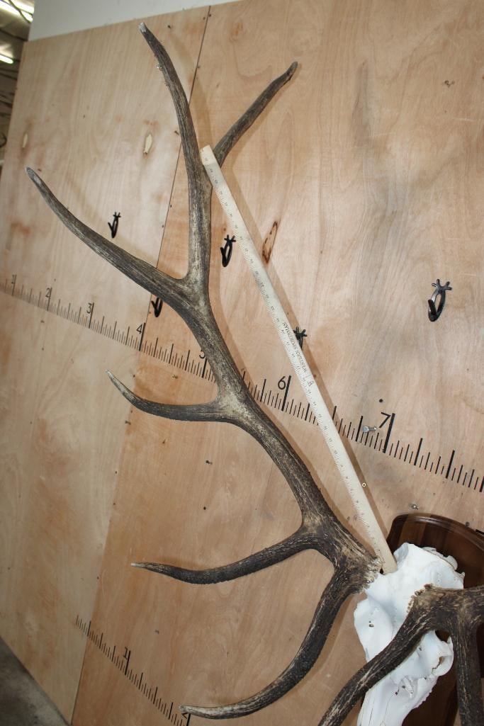 XL 12-Point ELK Skull on a Wood Plaque - 8